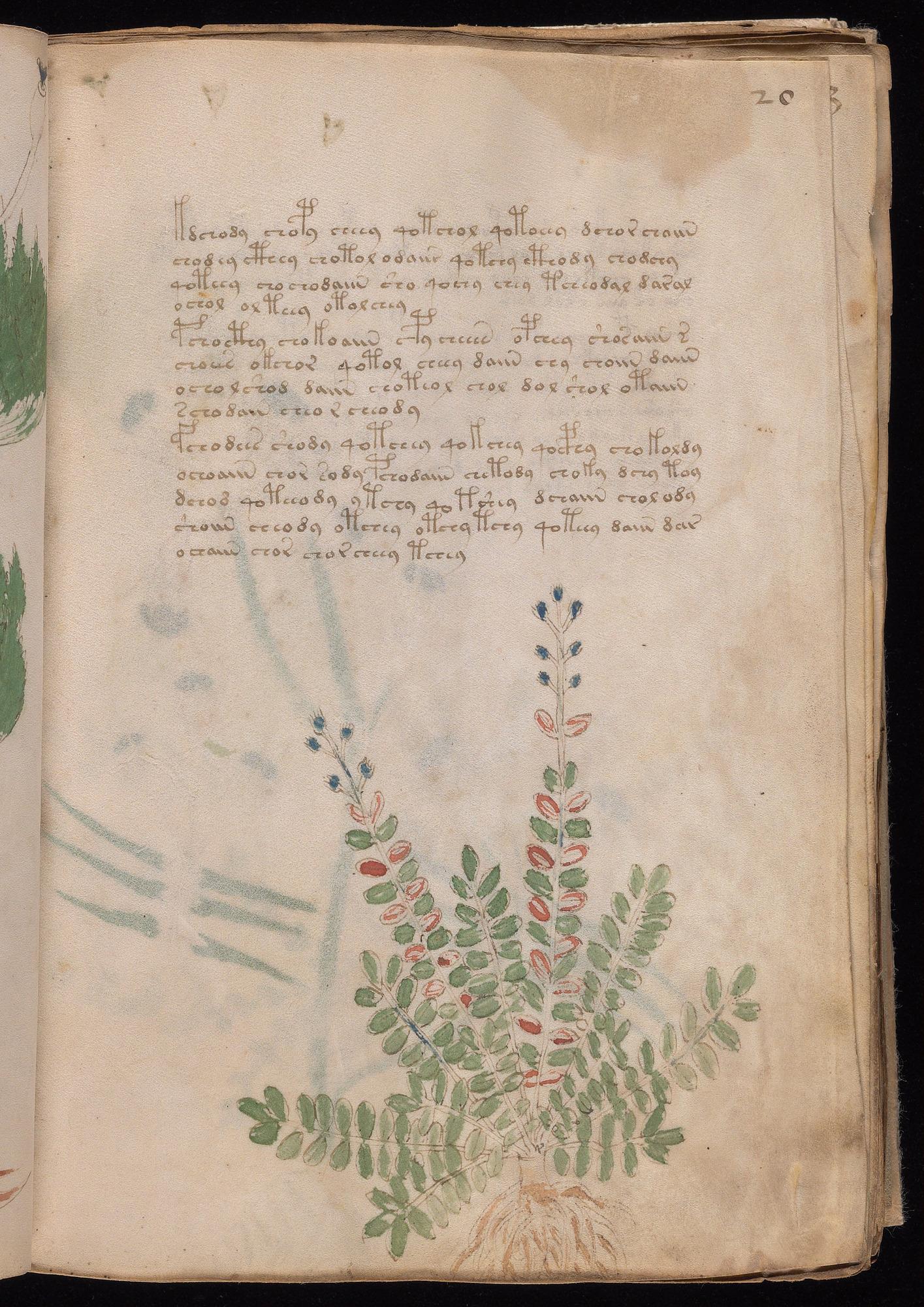Herbal Page 37